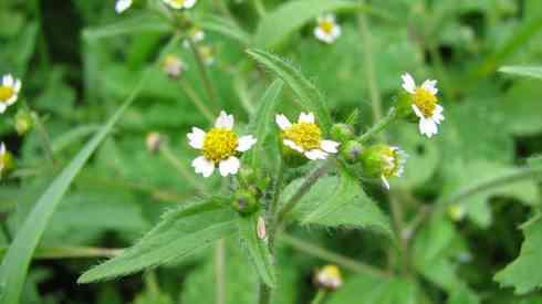Umbrohi