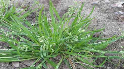 Umbrohi
