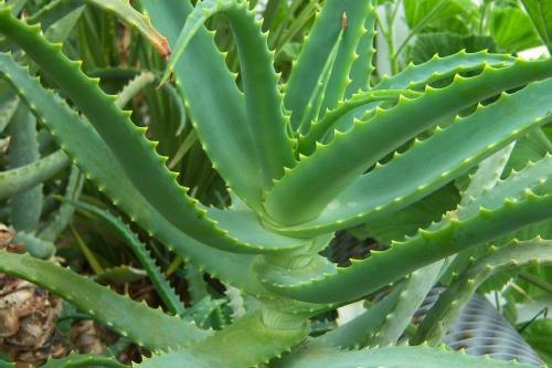 Aaloe
