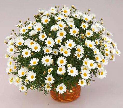Argyranthemum