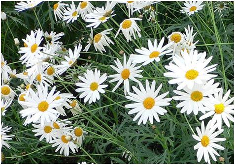 Argyranthemum