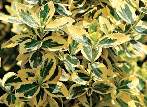 Euonymus