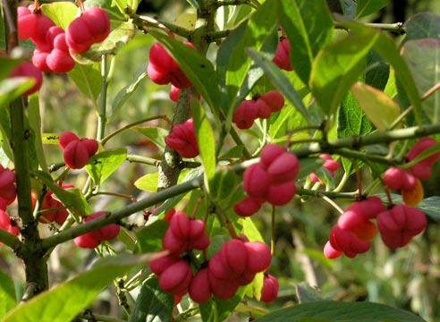 Euonymus