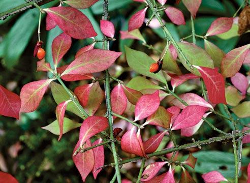 Euonymus