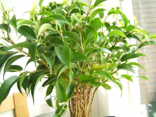 Ficus
