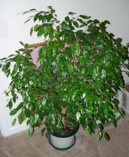 Ficus