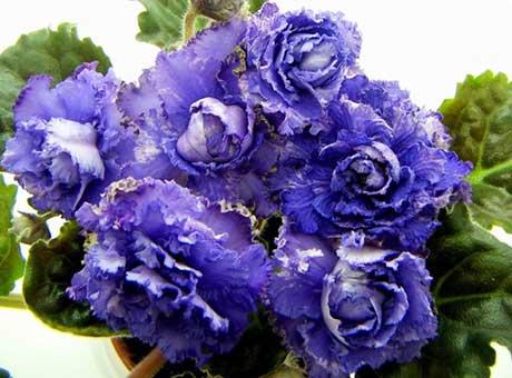violetne