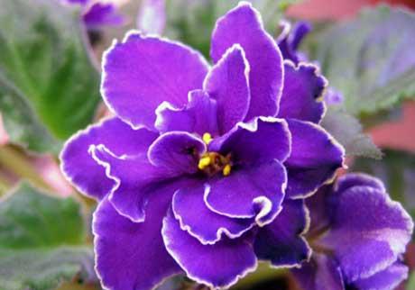 violetne