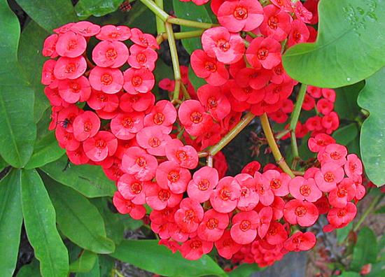 Euphorbia miil