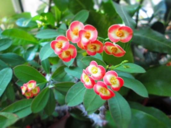Euphorbia miil