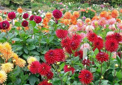 Dahlia