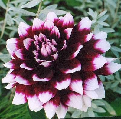Dahlia
