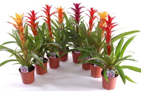 Guzmania