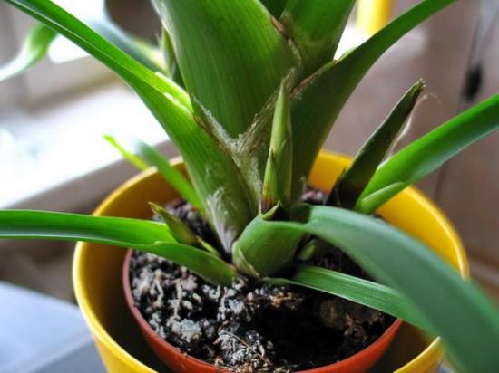 Guzmania