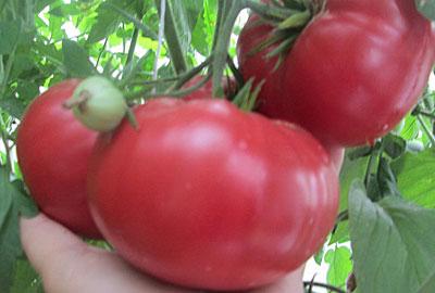 roosa tomat