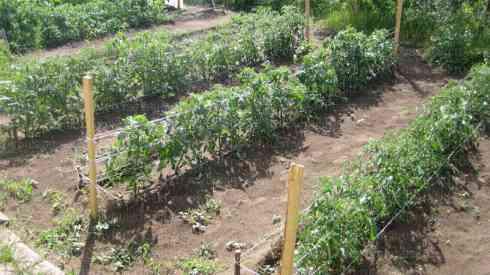 Muld tomatitele