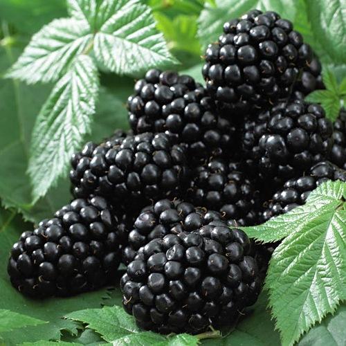Blackberry Must satiin