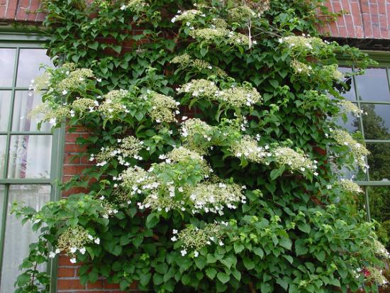 Hortensia petiolate