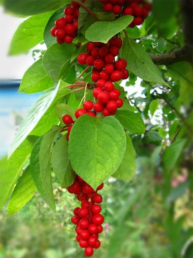 Schisandra chinensis, lähivõte