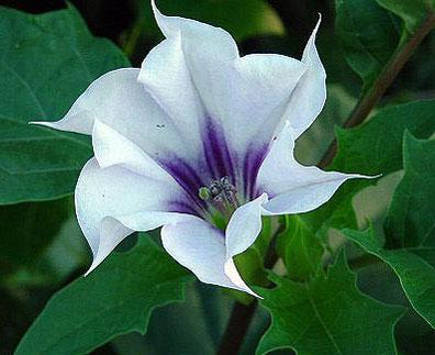 Datura lilla ja valge