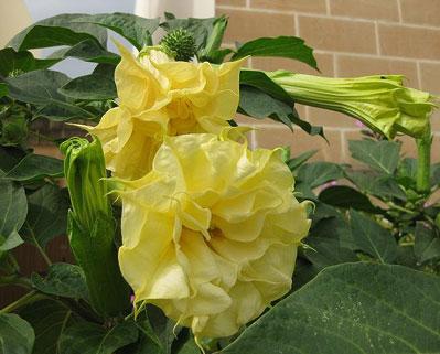 Datura žlutá