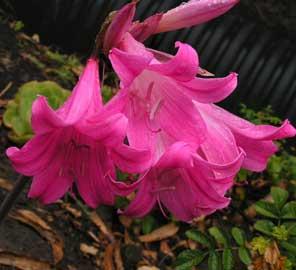 Amaryllis belladonna