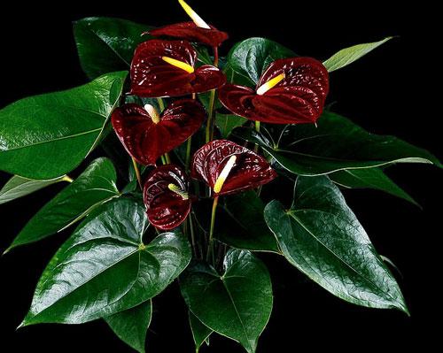 Antuurium