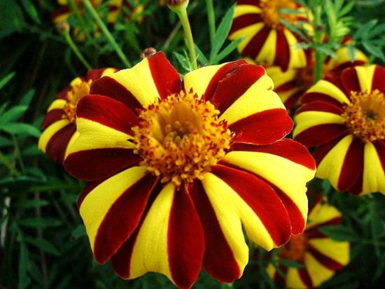 Marigold