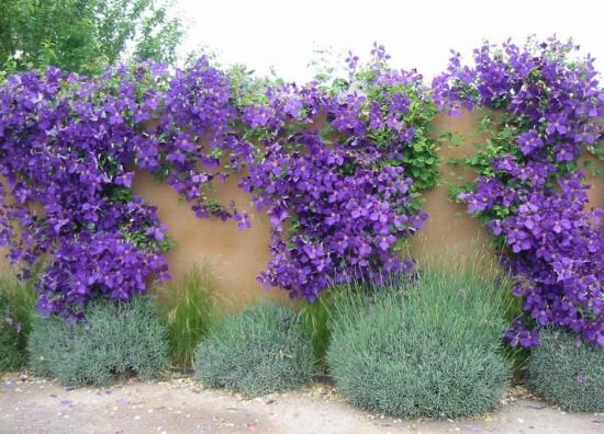 Clematis aia peal