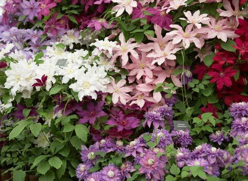 Clematis