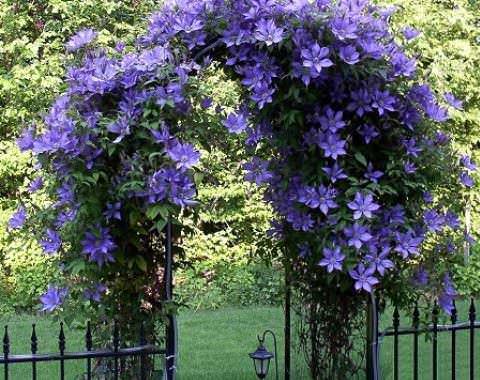 Clematis aia/lehtla peal