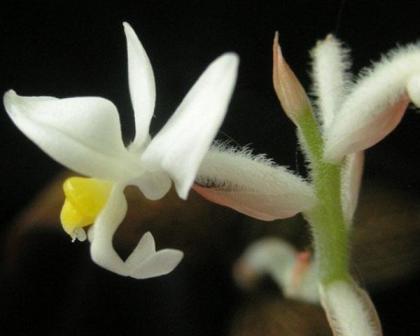 Orhidee Ludisia