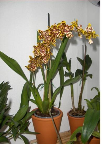 Orhidee Cambria
