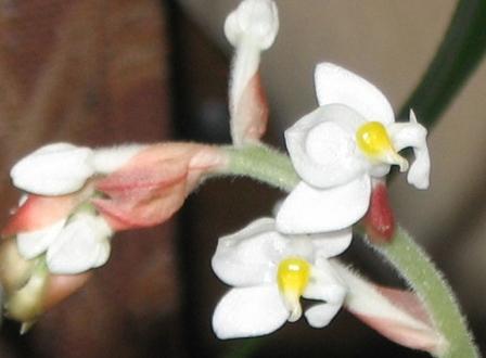 Orchidej Ludisia