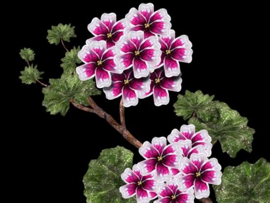 Geraaniumi lill