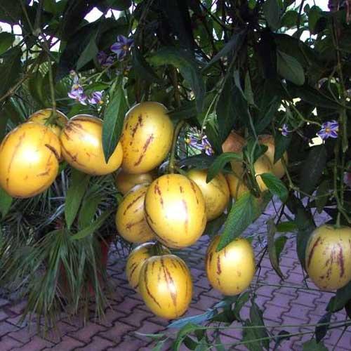 Pepino viljad puul