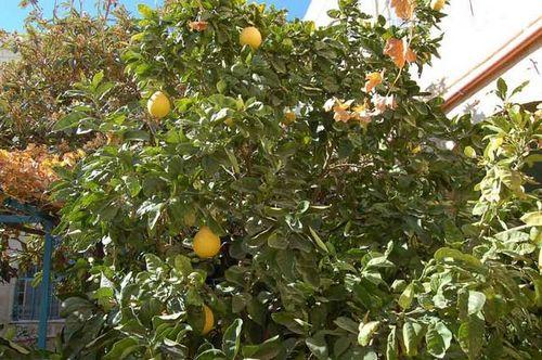 Pomelo puu