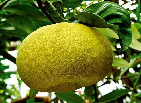 Pomelo viljad