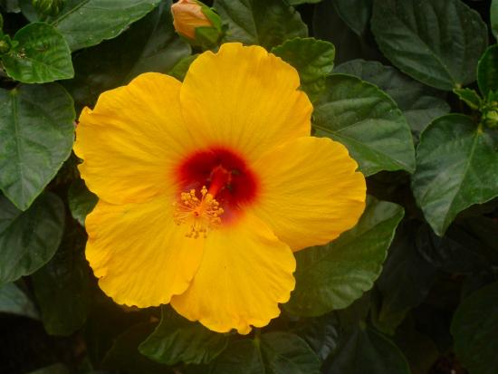 Hibisk
