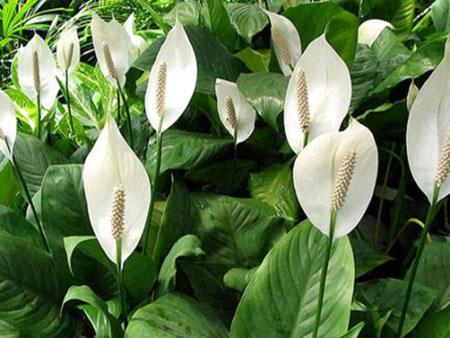 Spathiphyllum õitseb