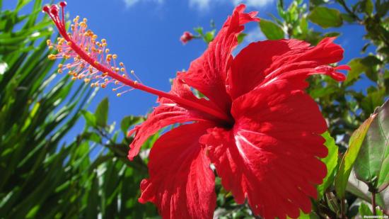 Hibiski punane