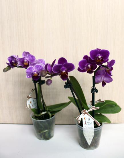 Orchideje v květináčích