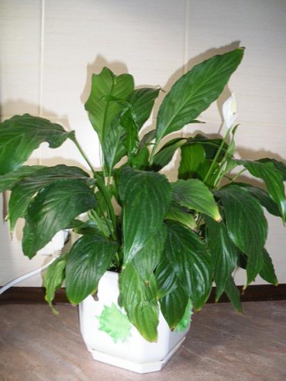 Spathiphyllum kodus