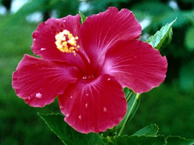 Hibiski lill