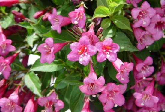 Weigela õitsemine