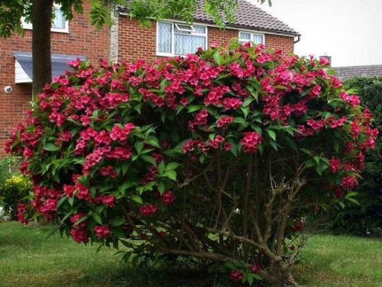 Varajane weigela
