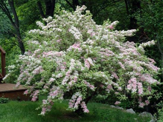 Weigela valge