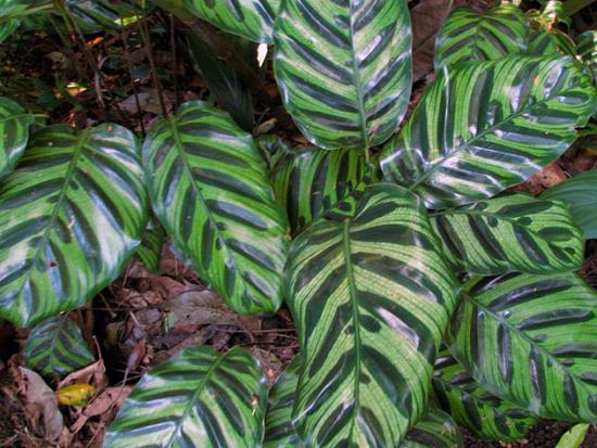 Calathea triibuline