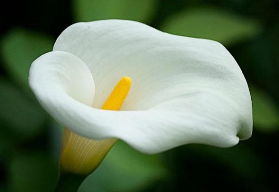 Calla doma