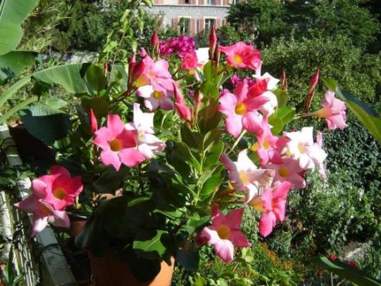 Dipladenia aias